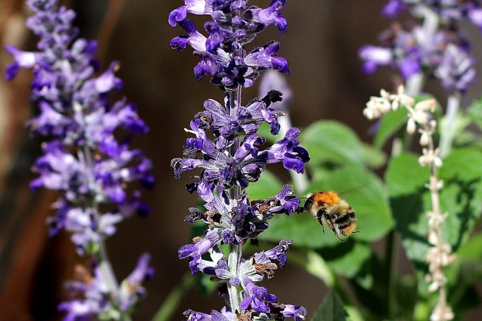 hummel, pollination, insect