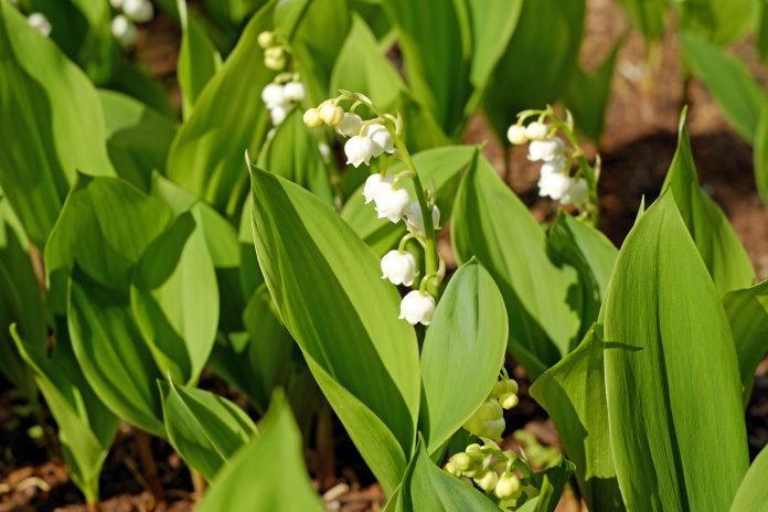 lily of the valley, flowers, convallaria majalis