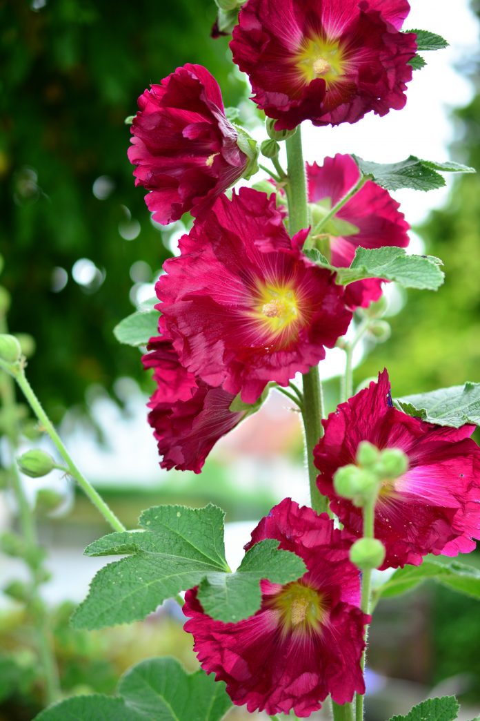 stock rose, hollyhock, poplar garden rose