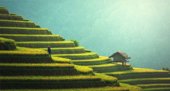 γεωργία, φυτεία ρυζιού, Ταϊλάνδη
