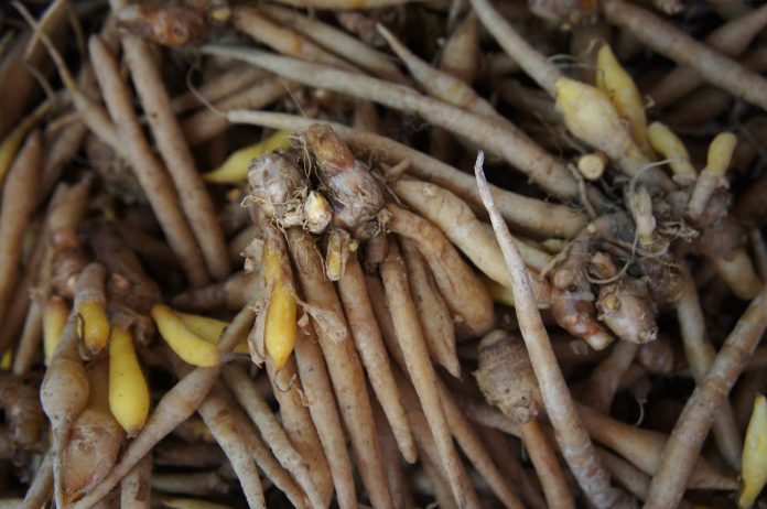 Boesenbergia rotunda o raíz de dedo o galangal menor o hierba de jengibre chino