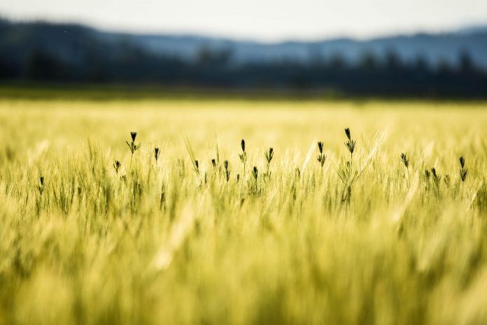 cornfield, summer, wheat