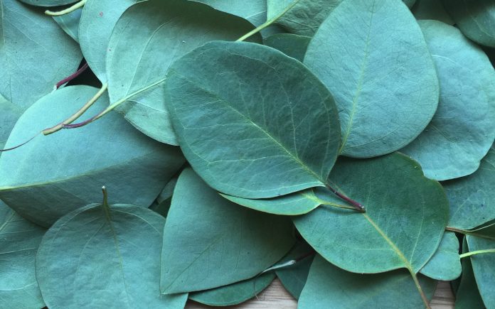 eucalyptus, leaf, plant
