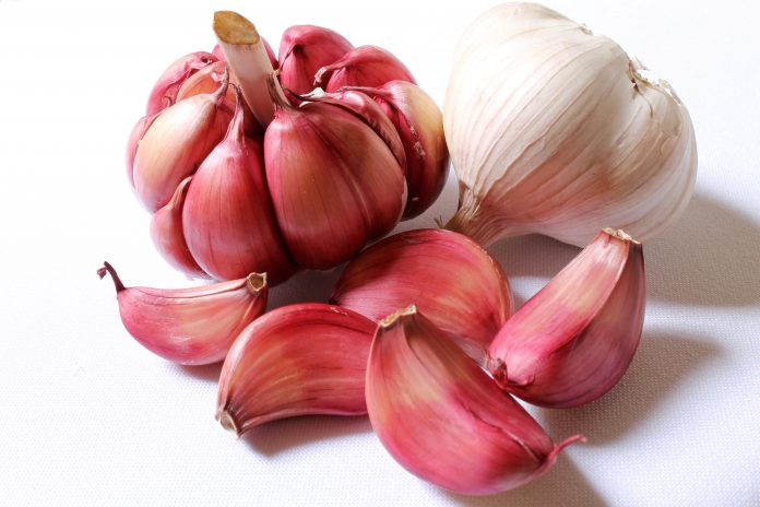 garlic, purple garlic, head of garlic