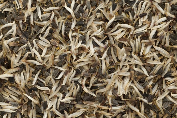 Organic dry Akarkara Seeds (Splinthes Acemella). Macro close up background texture. Top view.