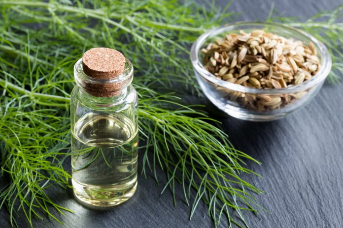 A bottle of fennel essential oil with fresh fennel tops and fennel seeds in the background