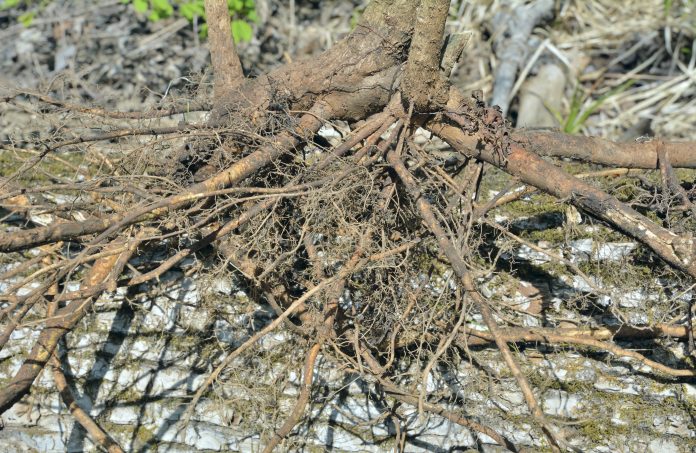 A close up of the roots medicinal plant (Eleutherococcus senticosus).