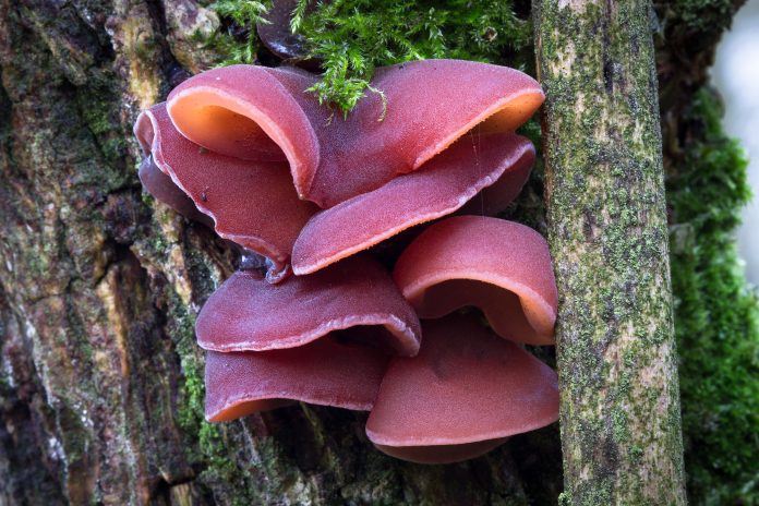 A group of jelly ear fungus (Auricularia auricula-judae) grows on a tree in The Ercall near Telford, Shropshire, England.