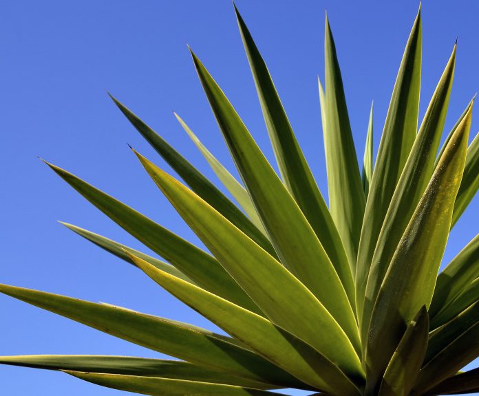 Planta de Agave tequilana para destilar licor de tequila mexicano contra el cielo azul. Fondo de naturaleza.