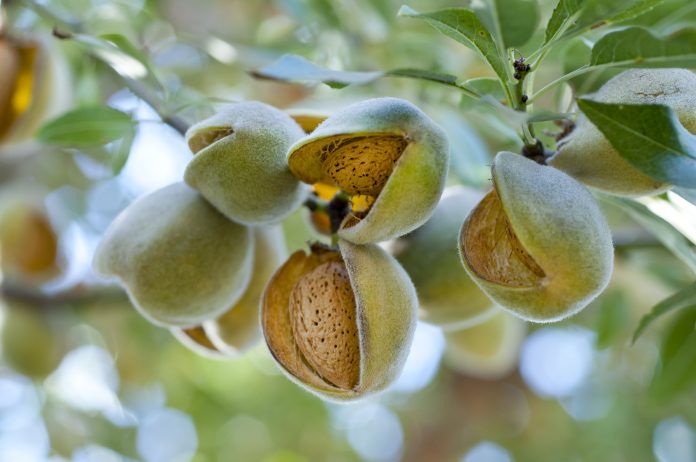 Almonds on the tree ready for harvesting