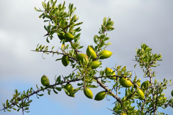 Argan-Nüsse (Sapotaceae, Argania spinosa), die auf einem grünen Ast in Marokko wachsen