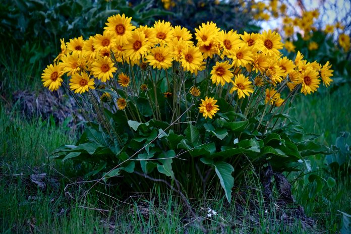 Arnica eller Balsamrot i full blom nära Leavenworth. Wasthington. Förenta staterna