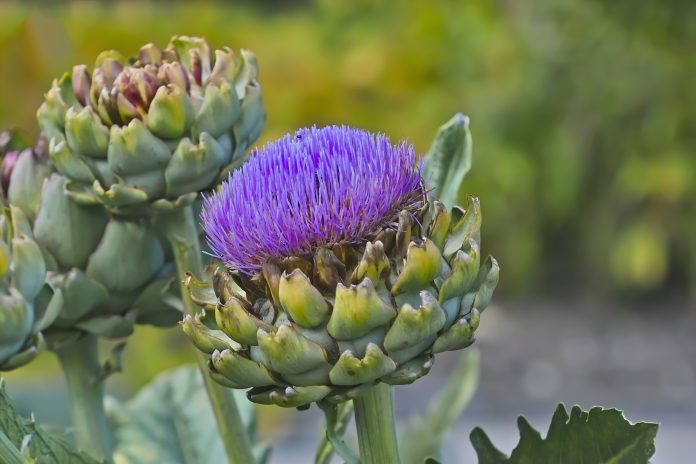 Artichokes have been popular food plants and effective medicinal plants for centuries. Because of their bitter substances, they are mainly used for the treatment of stomach ailments and indigestion.