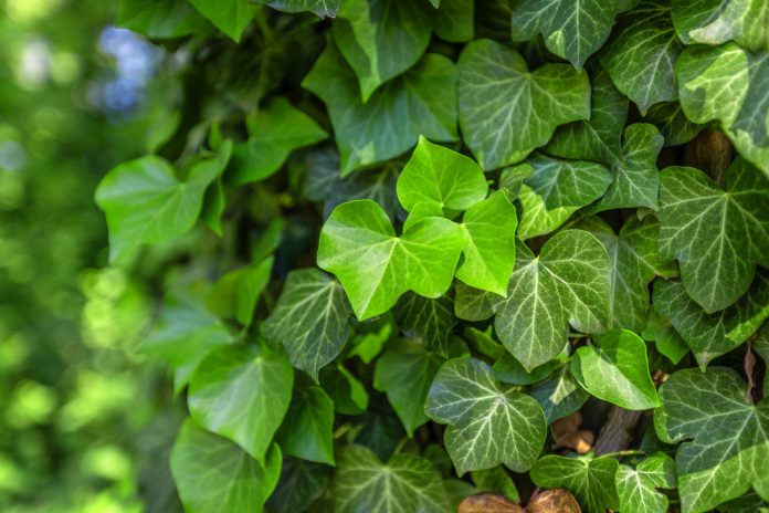 Background with green ivy covering the gray wall