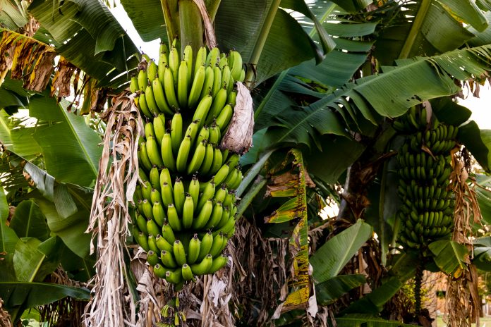 Banana tree with bunch of growing ripe green bananas, plantation rain-forest background.