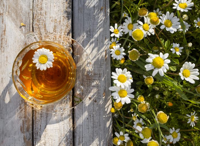 Beautiful glass teacup with chamomile tea on a wooden table among blooming daisies in the rays of the setting sun in Greece