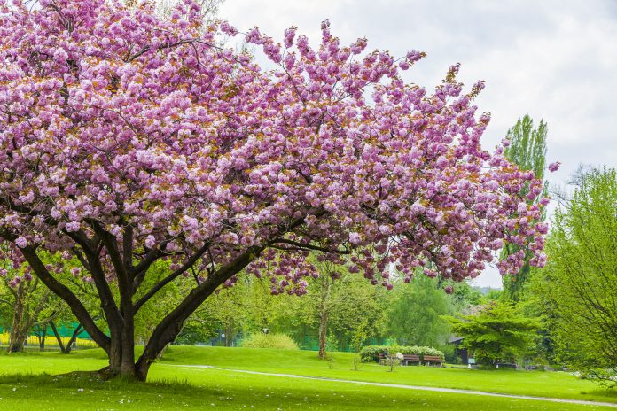 Beautiful sakura tree in the park