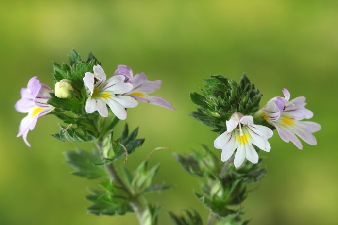Blooming eyebright, Euphrasia stricta,  famous medicinal plant