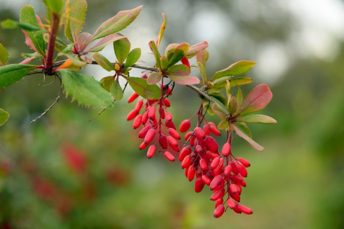 Branch of a barberry close-up