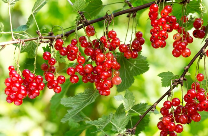 branch of ripe red currant in a garden