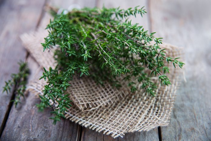 Bunch of fresh thyme on old rustic wooden planks