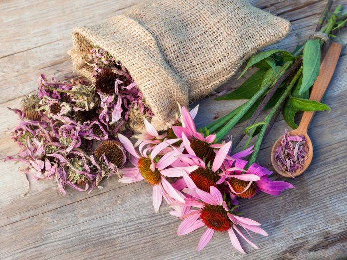 mazzo di coneflowers curativi e sacco con fiori secchi di echinacea su tavola di legno, medicina a base di erbe