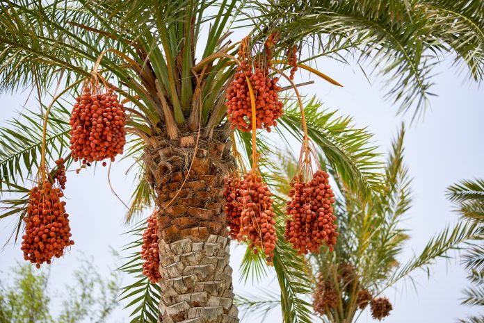 Bunches of Ripening date palms hanging from a date palm