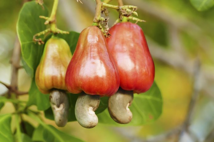 Cashew nut fruits growing on tree