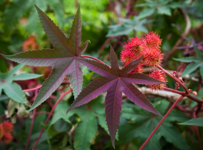 Rizinuspflanze mit roten stacheligen Früchten und bunten Blättern