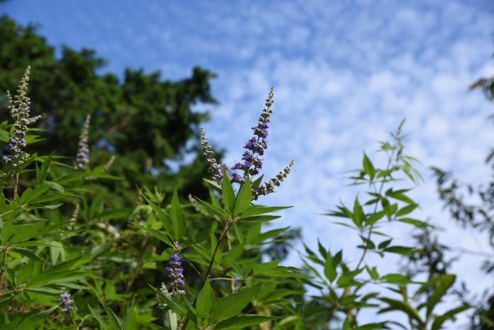 Chaste tree (Vitex agunus -castus) blooms in the summer and autumn with light purple aromatic flowers. Leaves and fruits are effective for women's disease as herbal .