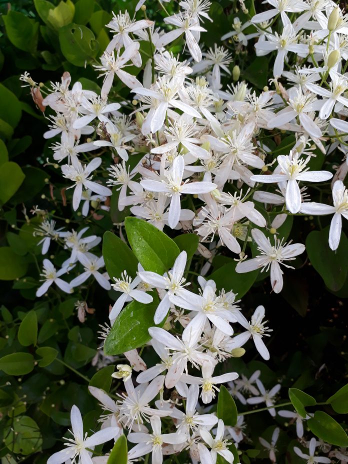 Clematis armandii also called as Armand clematis or evergreen clematis, clematic vitalba, traveller's joy,virgin's bower,old man's beard,