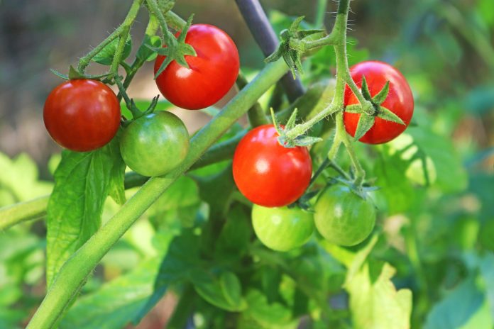 close-up of a tomato plant with ripe red and green tomatoes