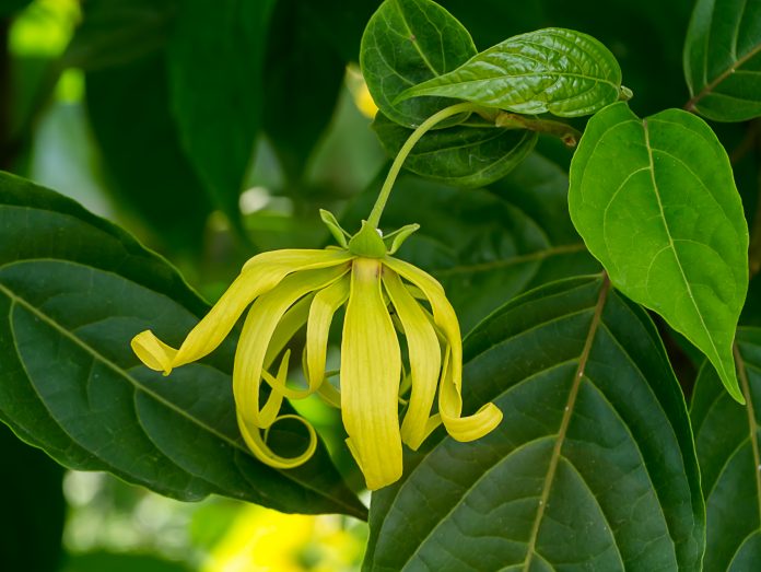 Nahaufnahme der Blüte von Dwarf Ylang-Ylang mit Blättern. (Cananga fruticosa)