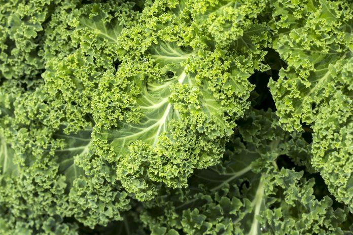 Close up of fresh curly kale