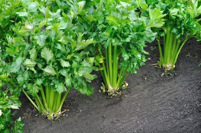 close-up of growing celery plantation (leaf vegetables)  in the vegetable garden