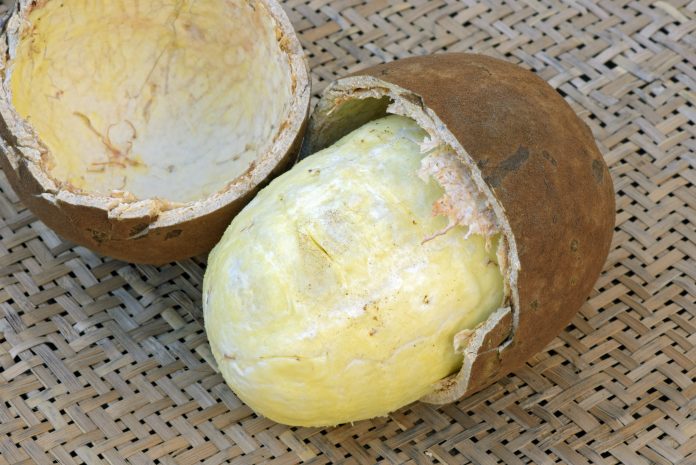 Closeup of cupuacu fruit with broken shell and whole flesh exposed on natural texture background