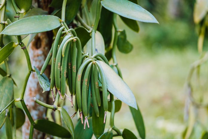 Closeup of vanilla plant green pod on plantation. Agriculture in tropical climate.