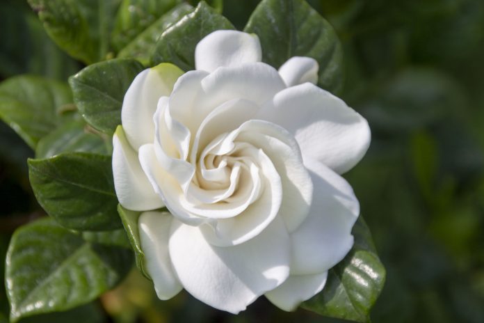 Primo piano della gardenia bianca