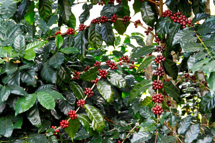 Coffee tree (Coffea arabica) with berries fruit