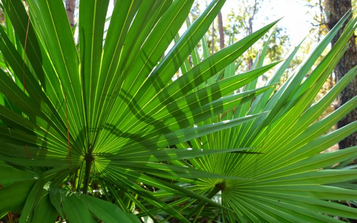 Contrasto di gialli e verdi sulla fronda ondulata di palma da sega, su cui si proiettano le ombre biforcute di una fronda vicina. Foto scattata al Morningside Nature Center di Gainesville, Florida.