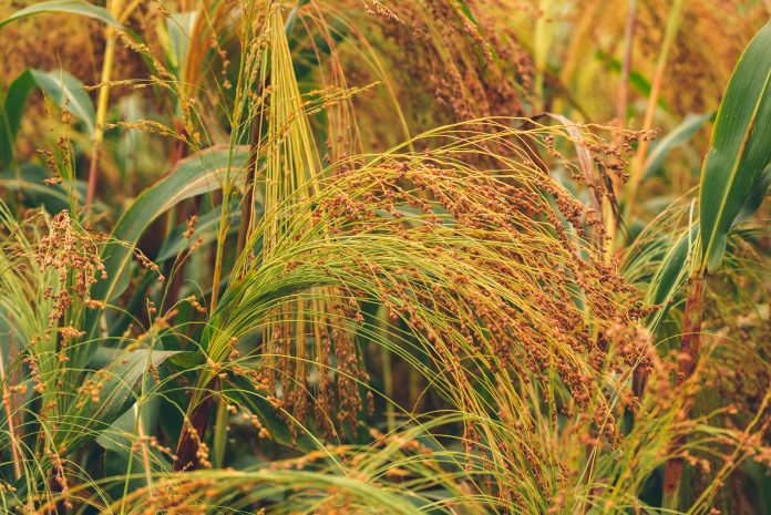 Cultivated proso millet in agricultural field