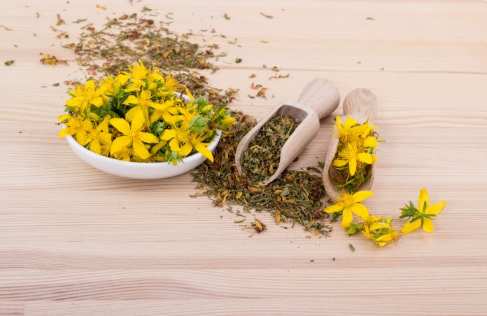 dried and fresh, flowering St. John's wort with bowl and spoons on a wooden background