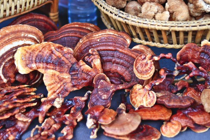 Dried lingzhi mushroom The flowers of the mushroom are dark brown. Properties used as a body tonic