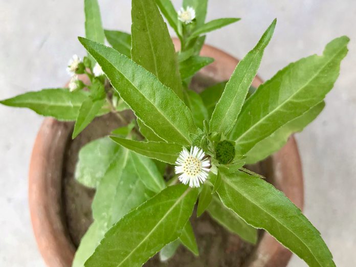 Eclipta Alba is also known as Bhringraj, false daisy. It’s a very nice Ayurvedic herbal medicinal plant