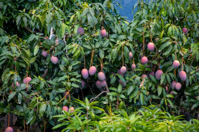 Agricoltura ecologica sull'isola di La Palma, piantagioni con alberi di mango biologici con molti frutti di mango dolci e maturi pronti per la raccolta, isole Canarie, Spagna