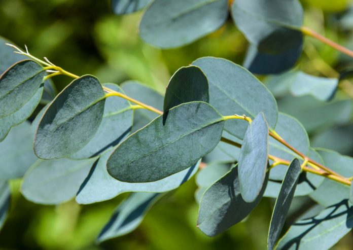 Eucalyptus tree leaves background close up
