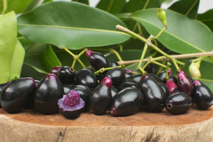 Exotic fruit Syzygium cumini called in Brazil as jamelão in wood background with one cut