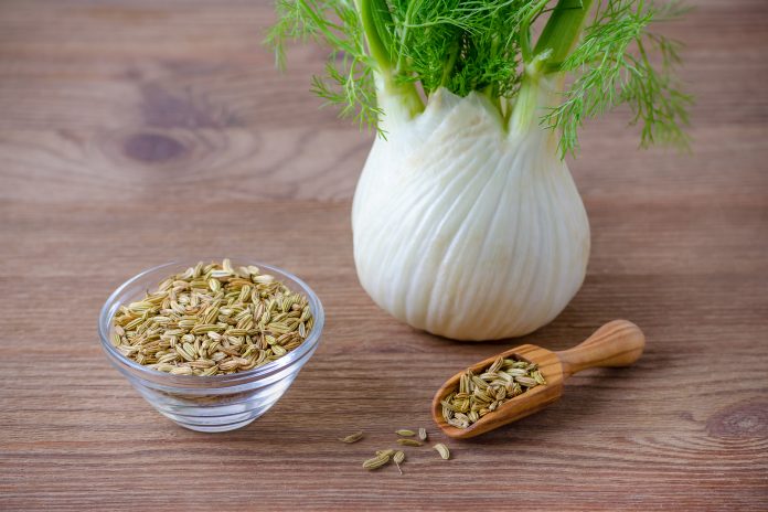 fennel bulb and seeds in a scoop and bowl, on wooden background