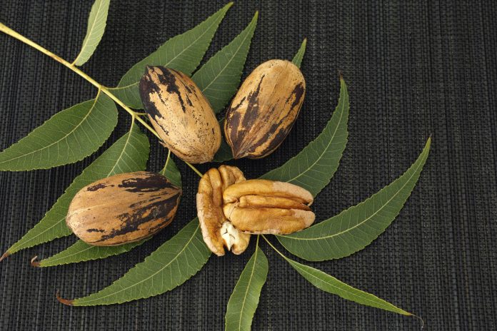 Fresh harvested pecan nuts with leaves on a black bamboo mat.