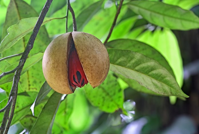 Fully ripe and split nutmeg seed hanging in tree in Kerala, India. Nutmeg is a tropical spice that delivers two distinct flavors. Genus is Myristica.